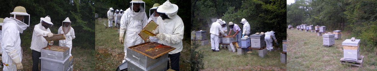 Syndicat d'apiculture du Gard